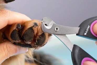 Why it is important to cut Your pet's nails?