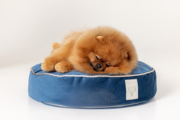 NEW Starfire's Luxury cushion beds for natural and sustainable sleeping experience of Your pet